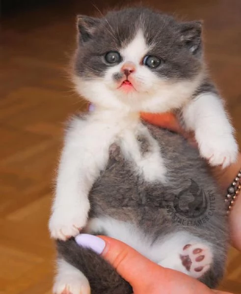 British shorthair maschio e femmina