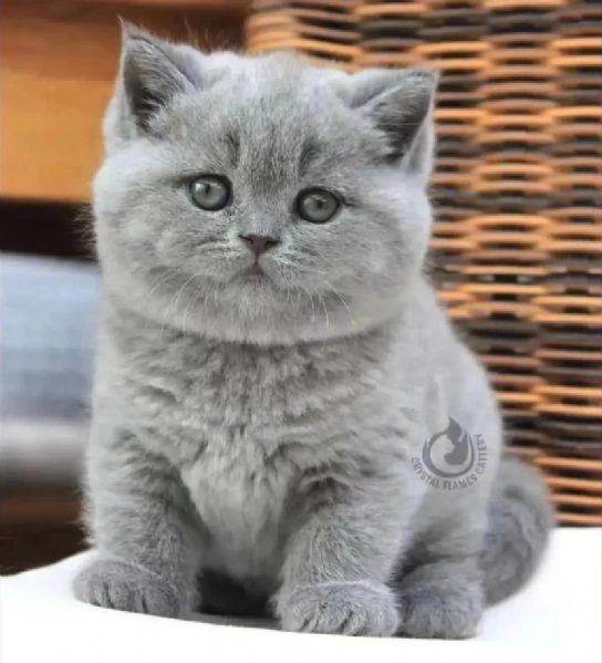 British shorthair maschio e femmina con pedigree