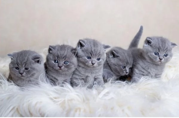 Gattini  gattino British shorthair