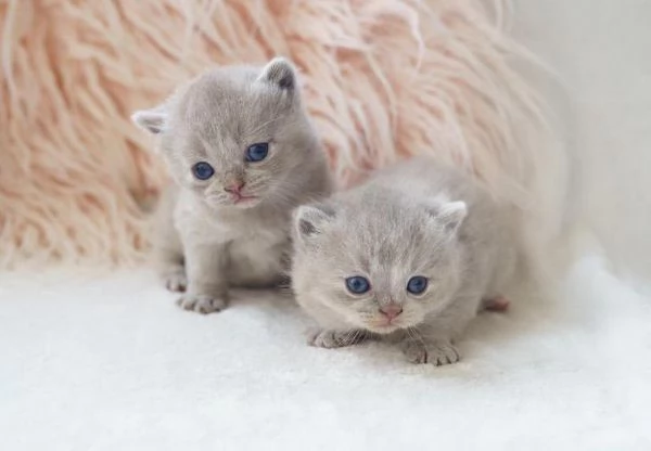 British shorthair