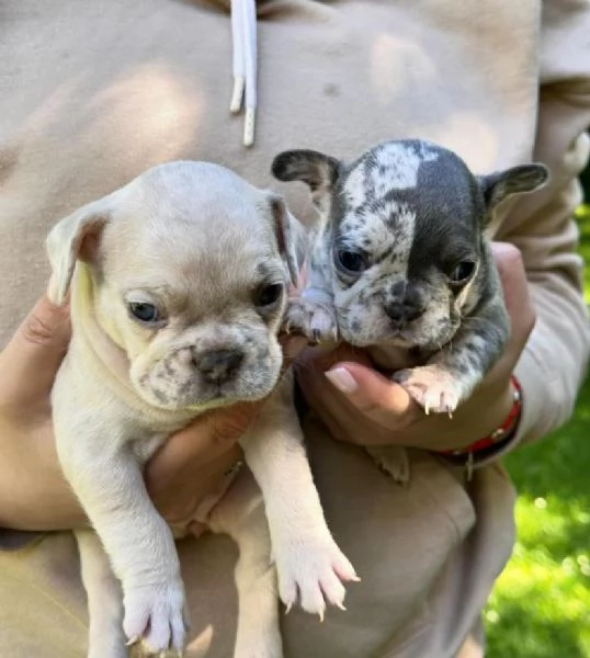 Cuccioli di Bulldog Francese Disponibili 