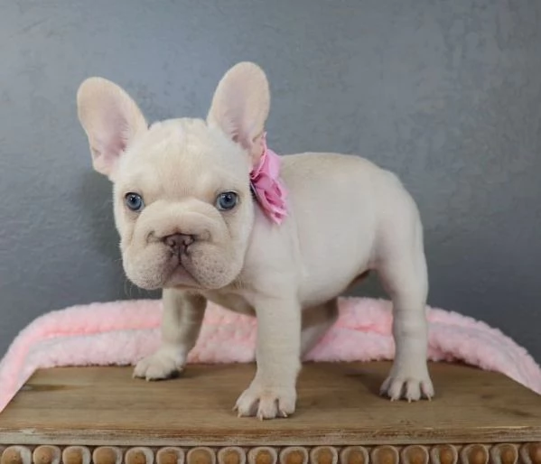 cucciolo bulldog francese