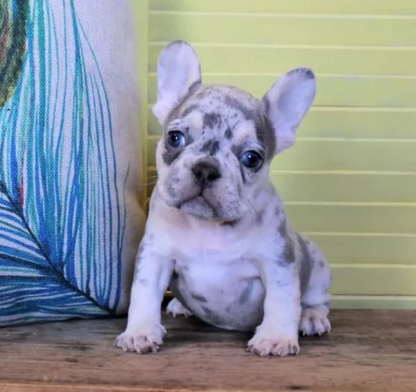 Cuccioli di Bulldog Francese