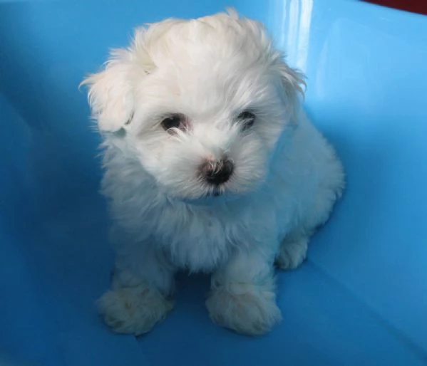 Cuccioli Maltese toy dai 3 ai 4 mesi 