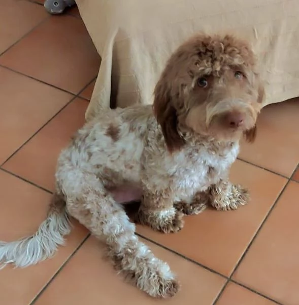 Simil lagotto