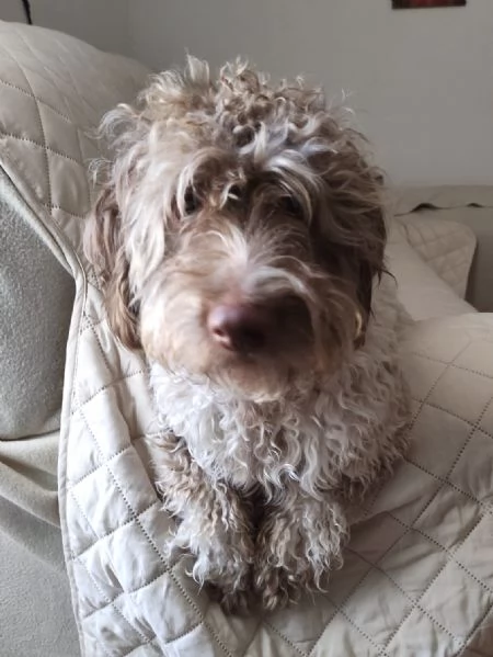 Simil lagotto | Foto 0