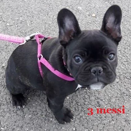 sempre disponibili per visite senza impegnocuccioli bulldog frances 