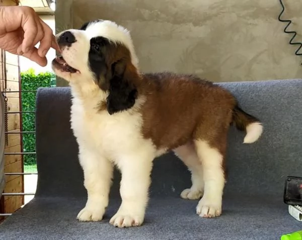 Cuccioli di San Bernardo