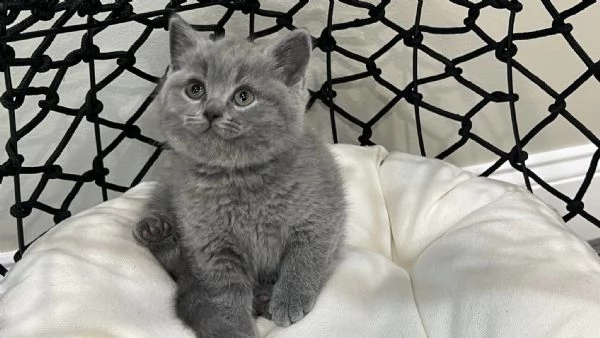 British Shorthair aspetta casa