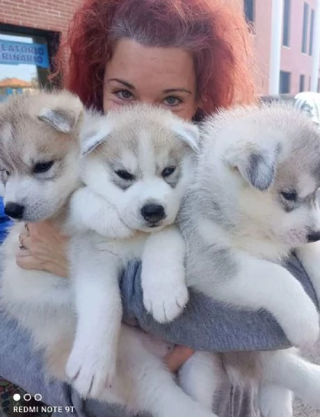 CUCCIOLI DI SIBERIAN HUSKY ALTA GENEALOGIA | Foto 5