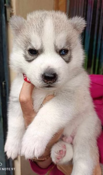 CUCCIOLI DI SIBERIAN HUSKY ALTA GENEALOGIA | Foto 2