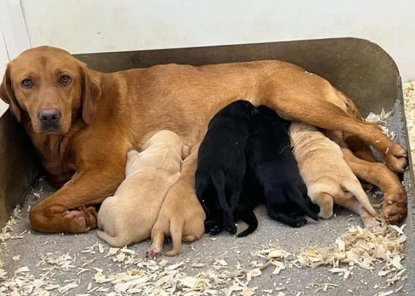  Cuccioli labrador retriever