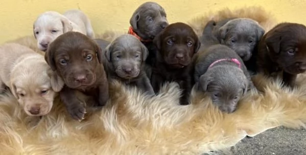 LABRADOR Cucciolata allevati personalmente