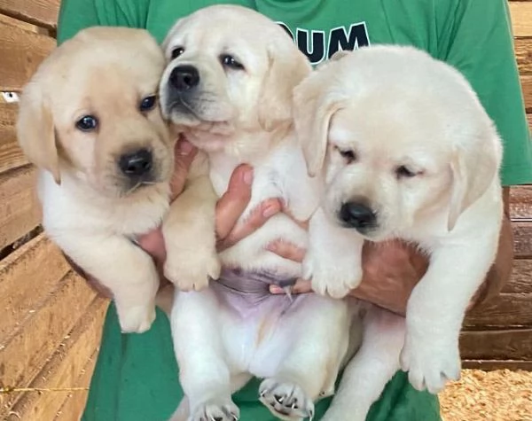 Bellissimi cuccioli di Labrador