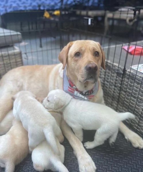 Cuccioli di labrador selezionati per la razza