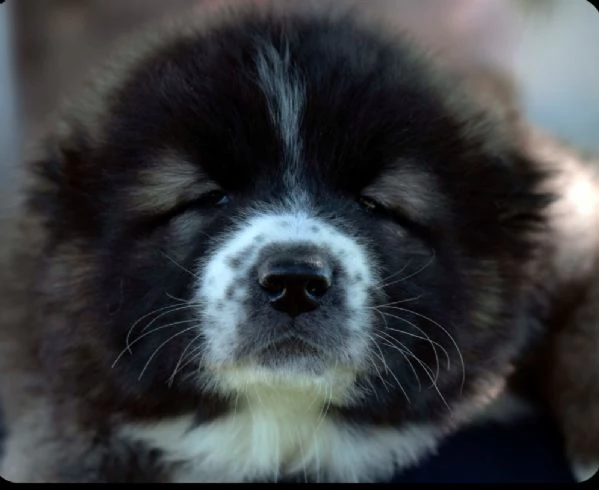 Cuccioli di Pastore del Caucaso | Foto 5