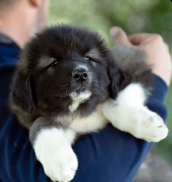 Cuccioli di Pastore del Caucaso | Foto 3