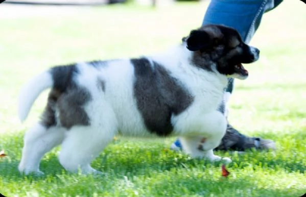 Cuccioli di Pastore del Caucaso | Foto 2