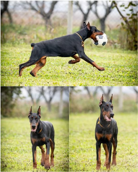 Cuccioli di Dobermann in vendita