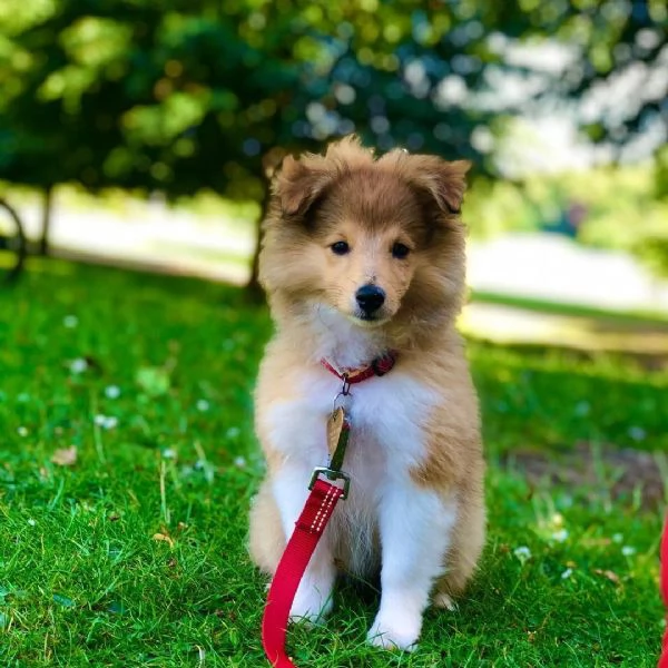 Cuccioli di Sheltie disponibili