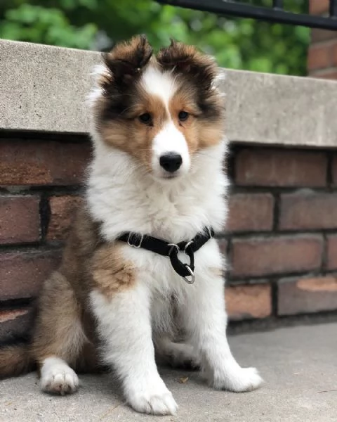 Cuccioli di Sheltie disponibili | Foto 0