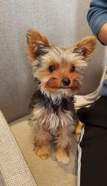 Cuccioli di Yorkshire Terrier di razza pura