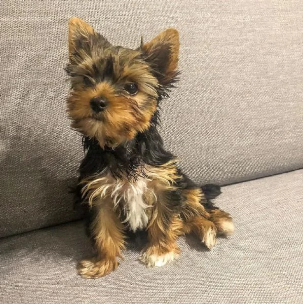 Cuccioli di Yorkshire Terrier di razza pura | Foto 0