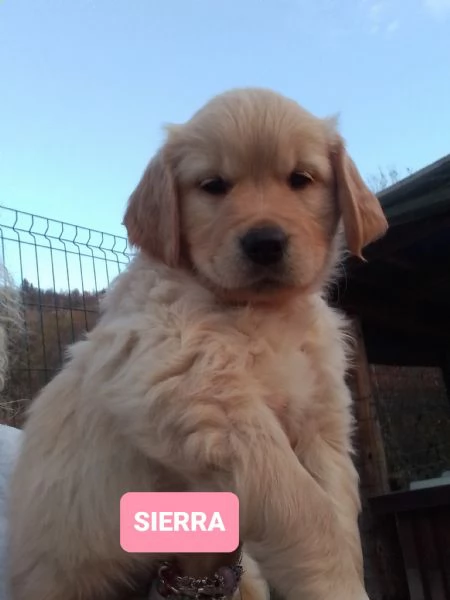 Cuccioli di golden retriever 