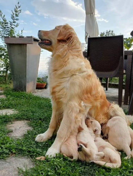 Cuccioli di golden retriever  | Foto 3