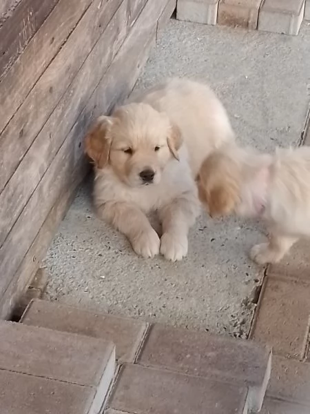 Cuccioli di golden retriever  | Foto 0