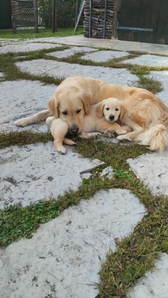 CUCCIOLI DI GOLDEN | Foto 1