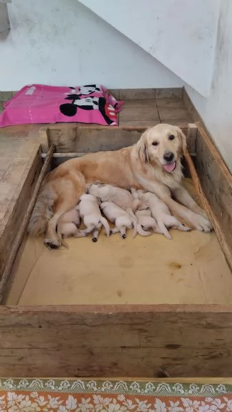 CUCCIOLI DI GOLDEN | Foto 0