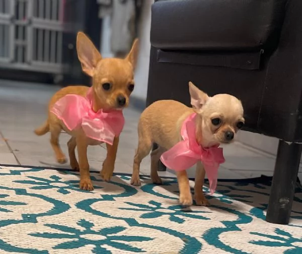 Mini chiuahua toy