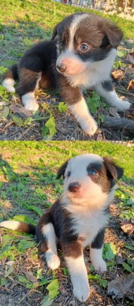 Cuccioli Border Collie