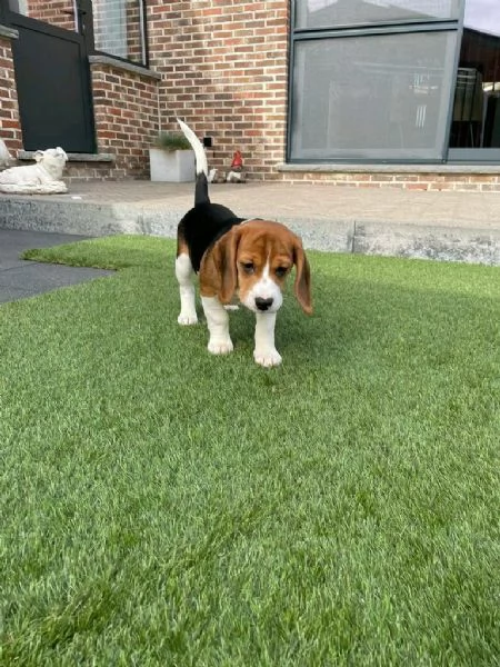 Regalo Bellissimo Beagle tradizionale | Foto 1