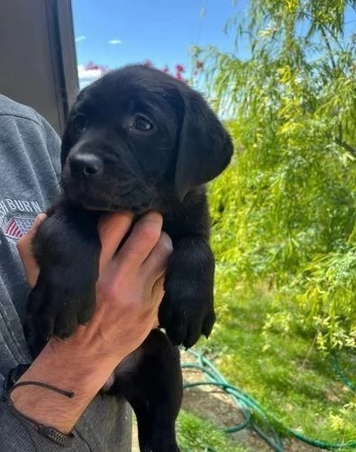 Regalo Bellissimo Labrador tradizionale | Foto 2