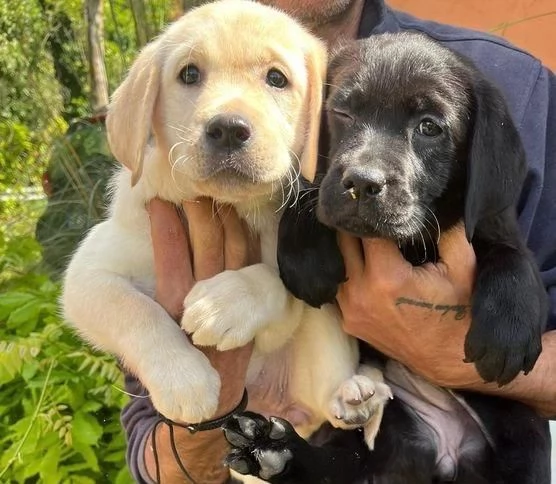 Regalo Bellissimo Labrador tradizionale