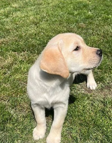 Regalo Bellissimo Labrador tradizionale | Foto 1