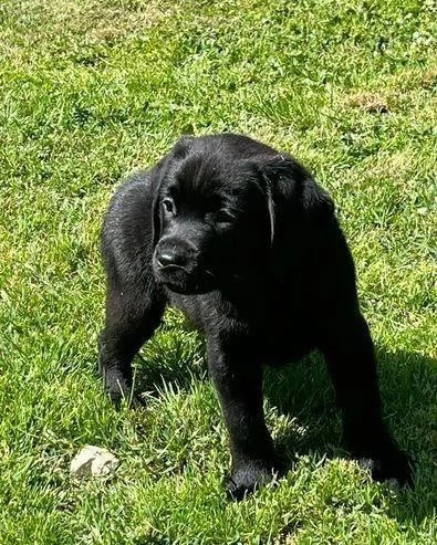 Regalo Bellissimo Labrador tradizionale | Foto 0