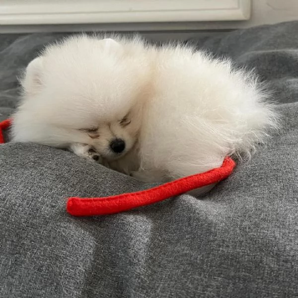 Disponibili cuccioli di Pomerania felici e sani