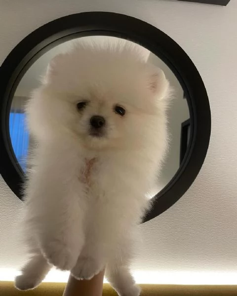 Disponibili cuccioli di Pomerania felici e sani | Foto 3