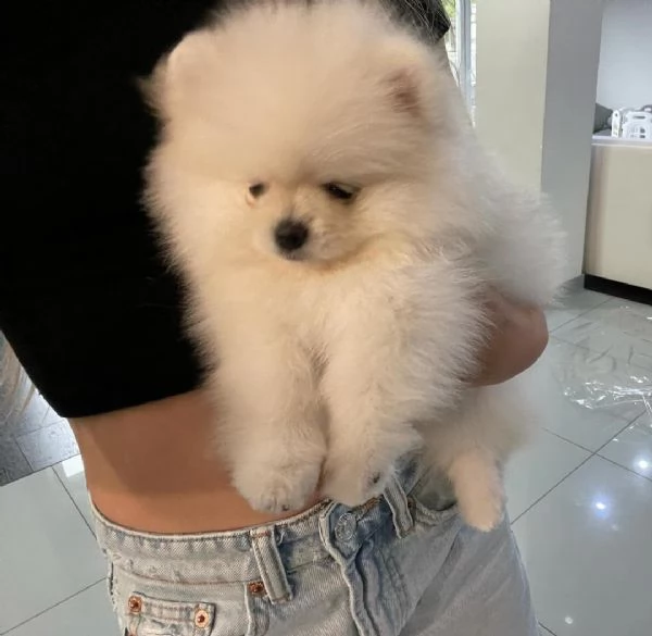 Disponibili cuccioli di Pomerania felici e sani | Foto 0