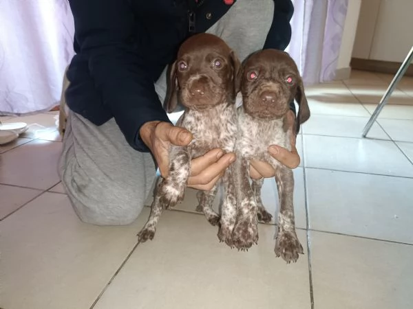 Vendo cuccioli bracco tedesco kurzhaar  | Foto 0