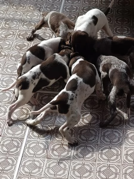 Vendo cuccioli bracco tedesco kurzhaar 