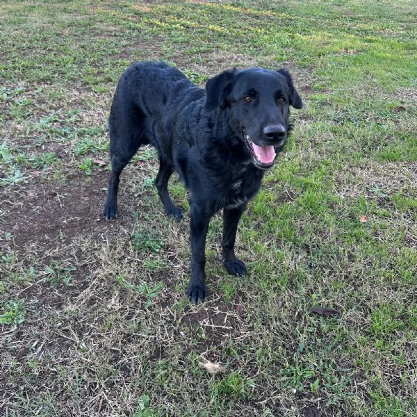 Regalo cane maschio  | Foto 1