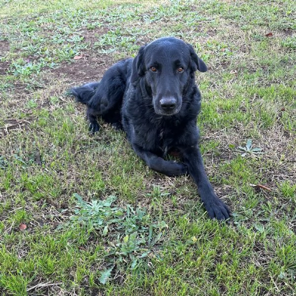 Regalo cane maschio  | Foto 0