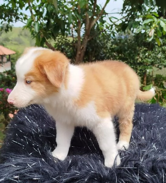 Regala dei cuccioli di Border Collie