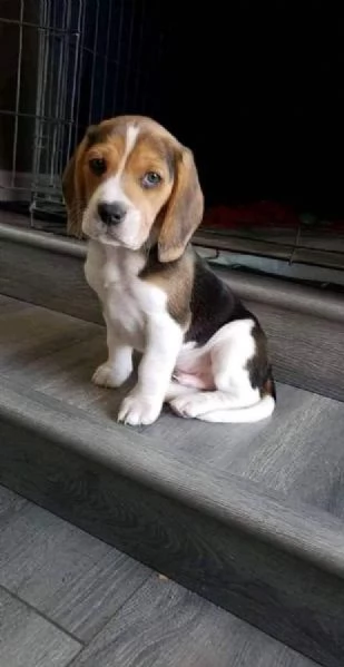 Regala dei cuccioli di Beagle | Foto 0