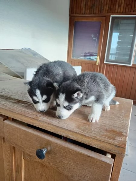 Regala dei cuccioli di Husky | Foto 0