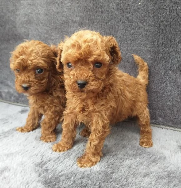 Regala dei cuccioli di barboncino | Foto 0